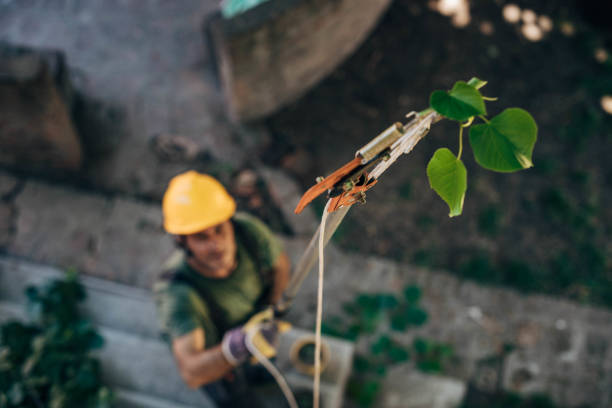 Tree Branch Trimming